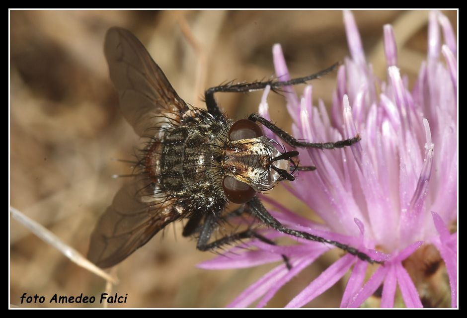 Tachinidae delle Madonie Peleteria rubescens (Tachinidae).
